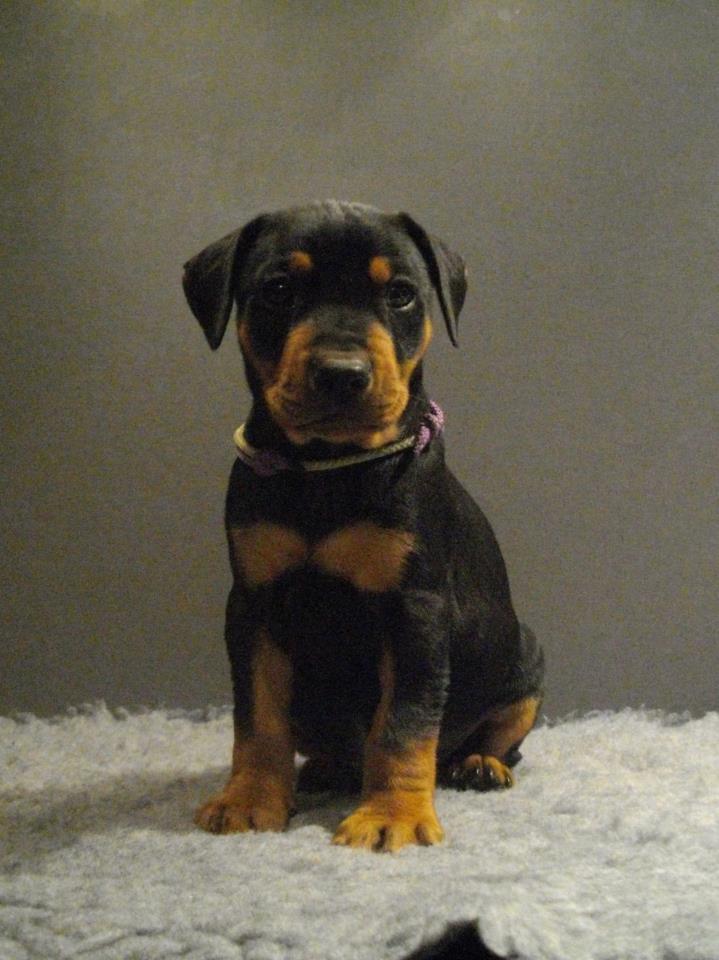 1,5 mois