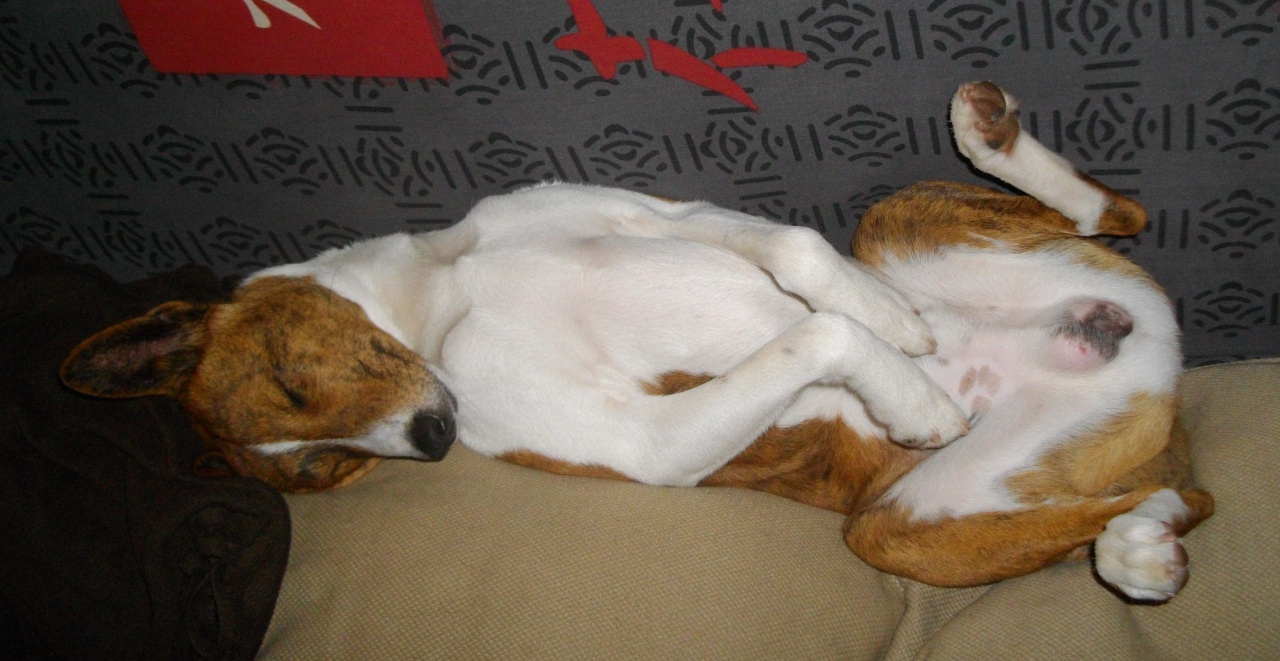 Benji