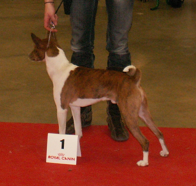 Paris Dog Show 2012