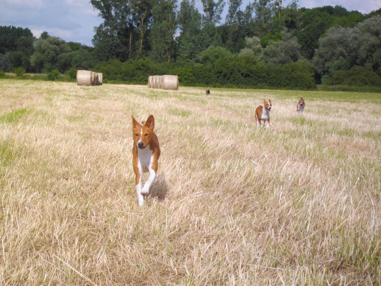 Basenjis