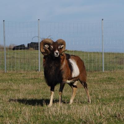 Bélier de Soay